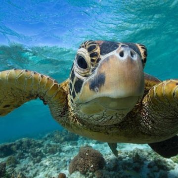 Grande-barrière-de-corail-turtle