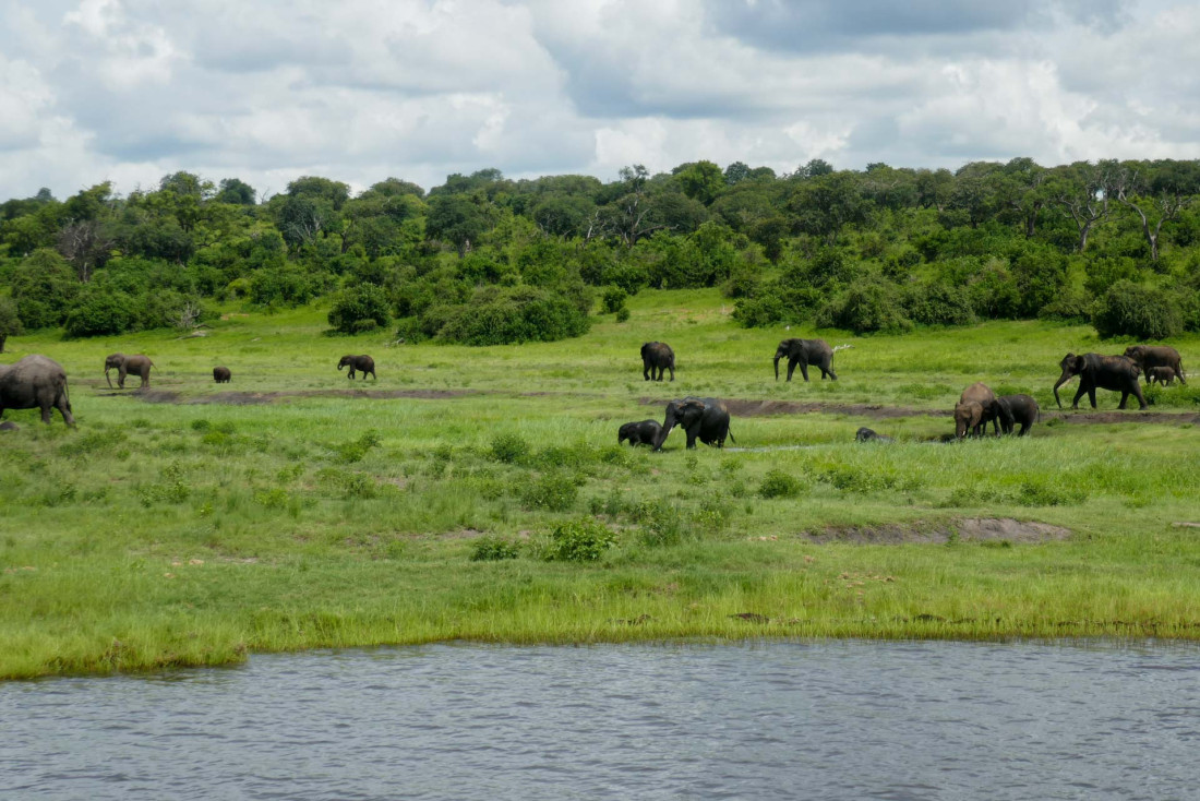 Un Safari en Namibie le long de la rivière Chobé © PG