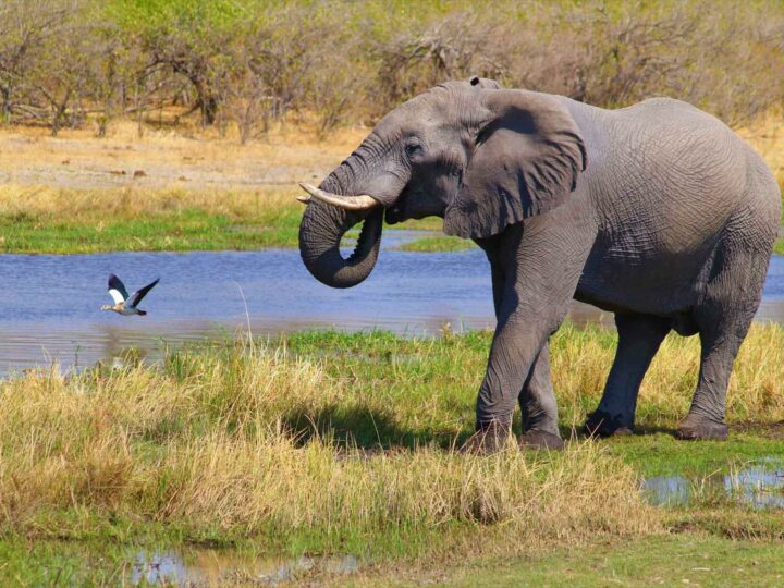 Les plus beaux safaris en Namibie : immersion entre déserts, savane et croisières confidentielles