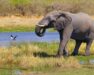 Les plus beaux safaris de Namibie © DR