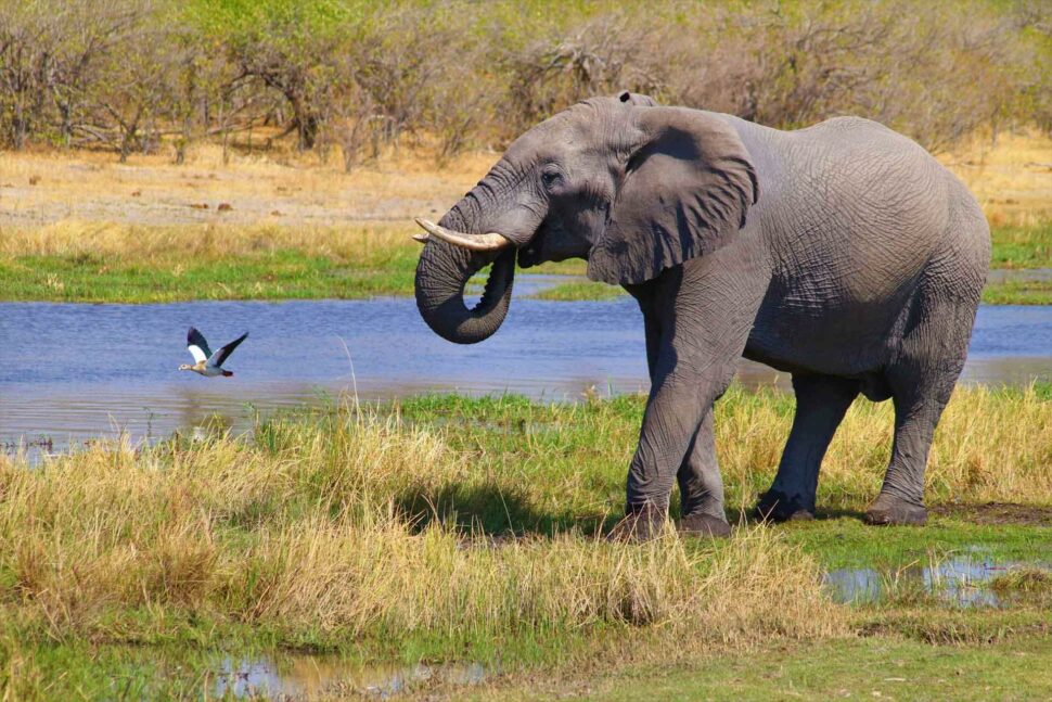 Les plus beaux safaris de Namibie © DR