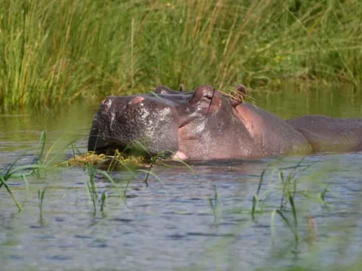 Les meilleurs safaris d’Afrique