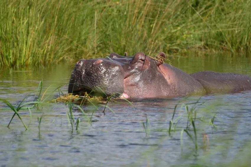 Safari nautique sur le Zambèze © Croisi Europe