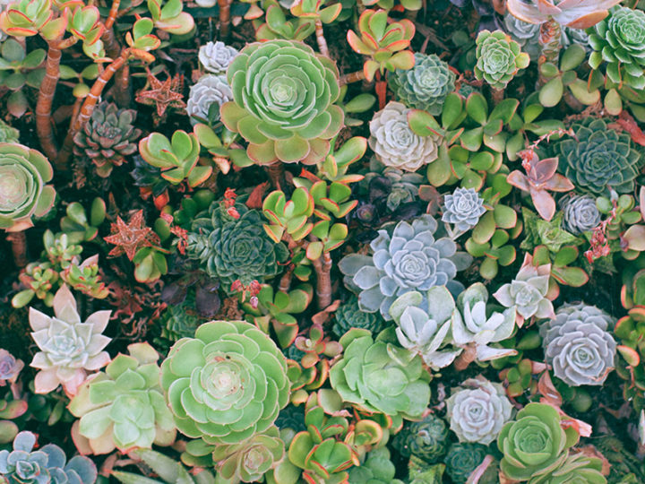 Le petit livre des cactus et plantes grasses d’Emma Sibley