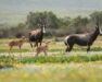 Un itinéraire en Afrique du Sud avec Nomade Aventure © Ibrahim Bah