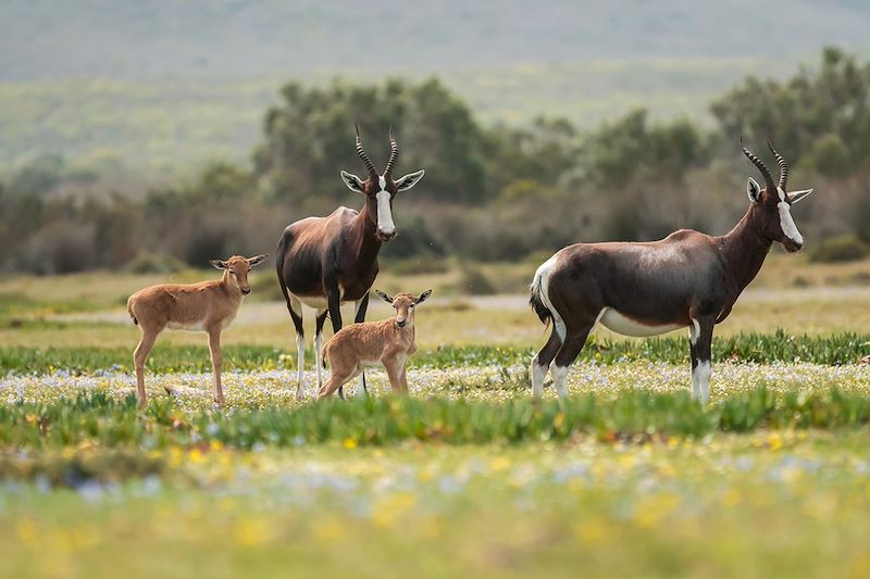 Un itinéraire en Afrique du Sud avec Nomade Aventure © Ibrahim Bah